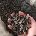 东北小朵黑木耳