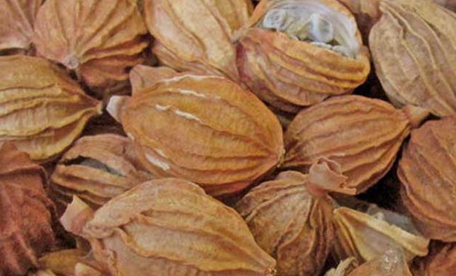 砂仁的食用方法