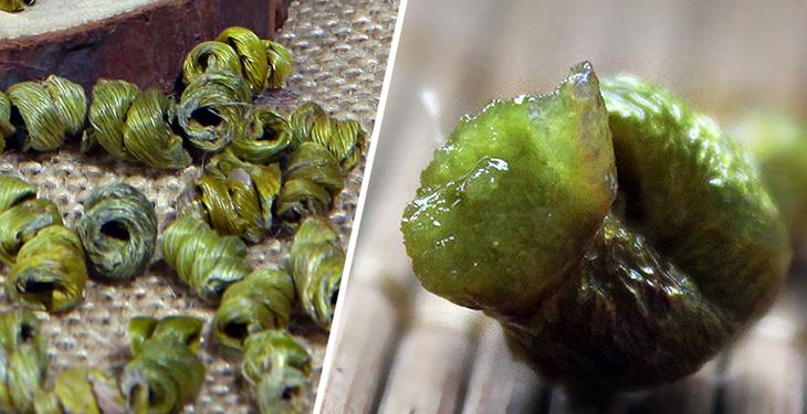 石斛的功效与作用