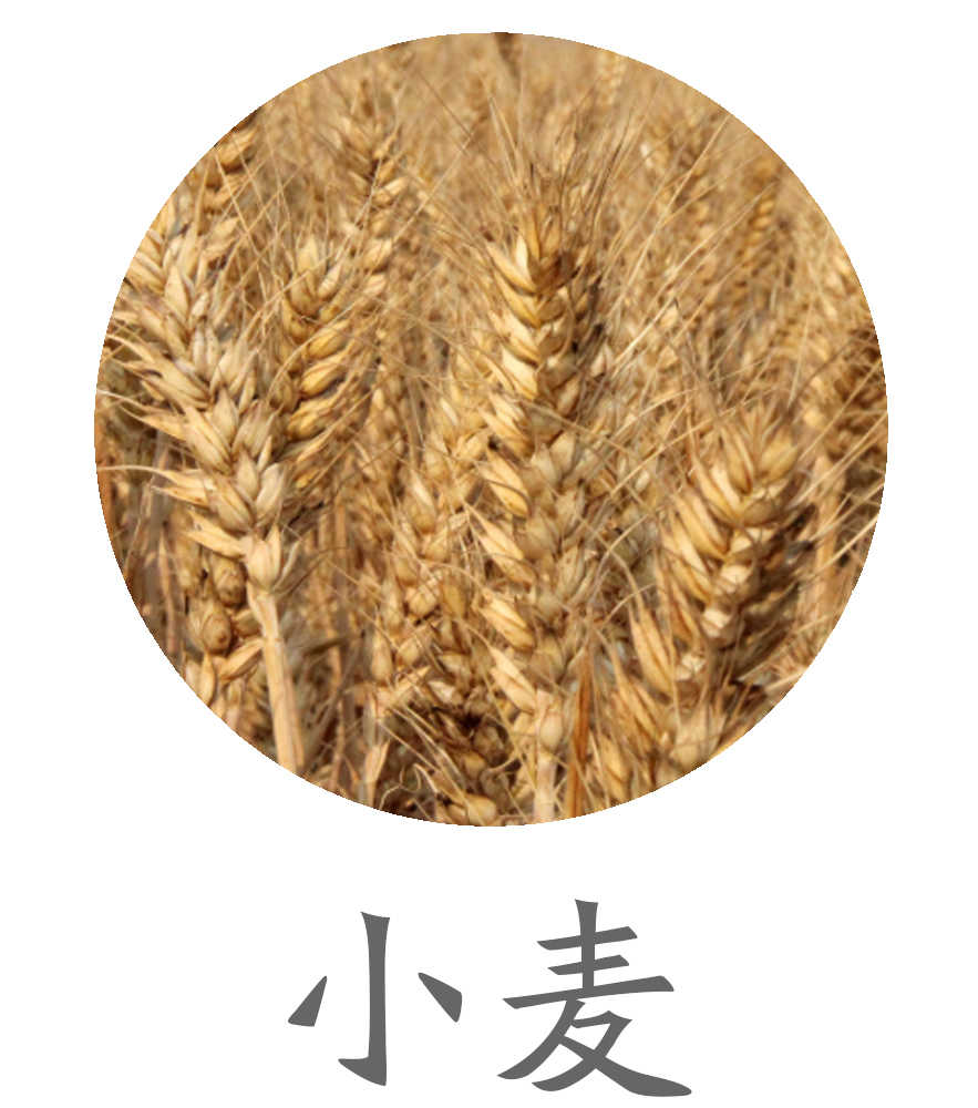 小麦