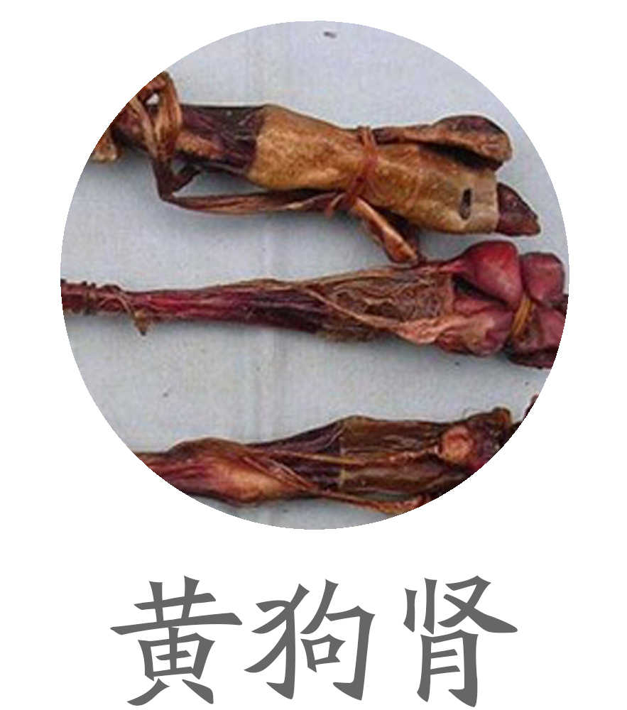 黄狗肾