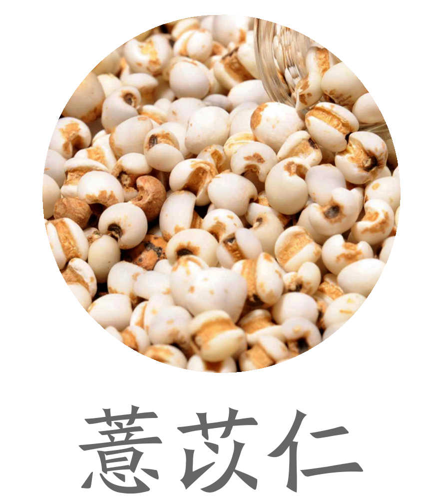 薏苡仁