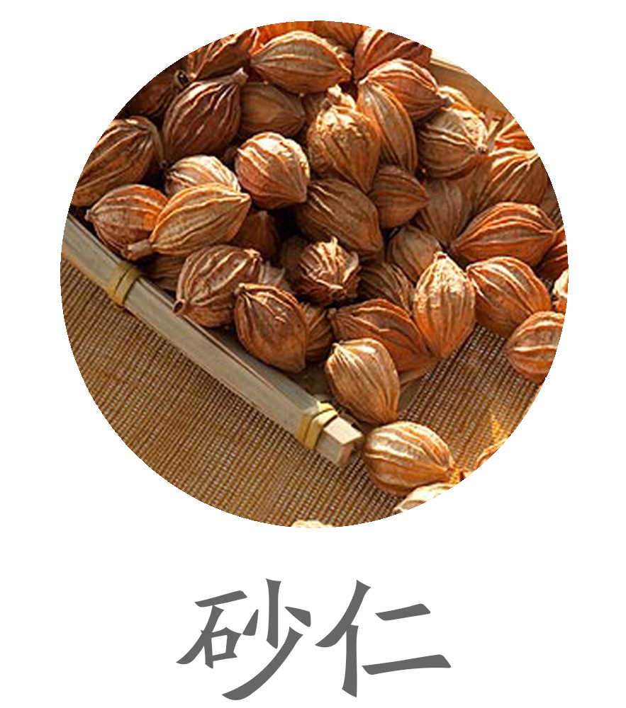 砂仁