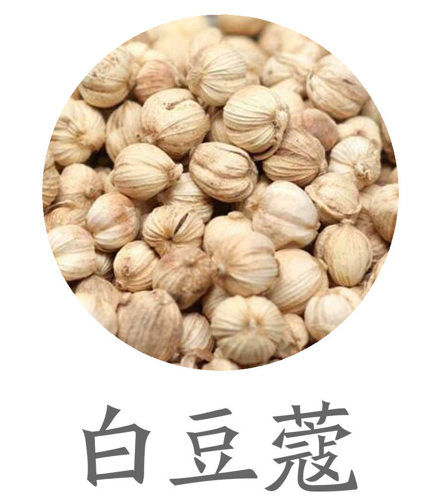 白豆蔻
