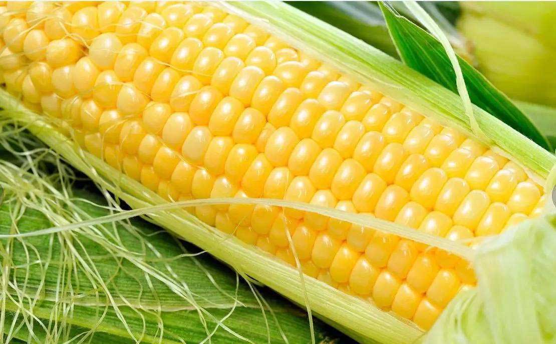 玉米营养知识简介